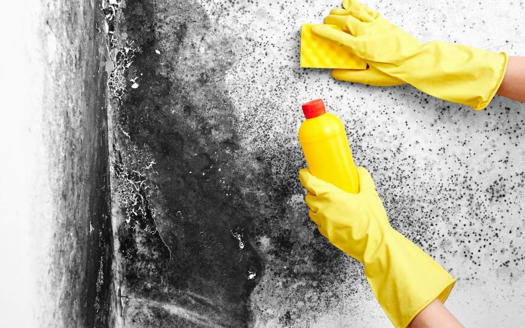 The Dangers of Mold: Why Immediate Removal Services are Essential