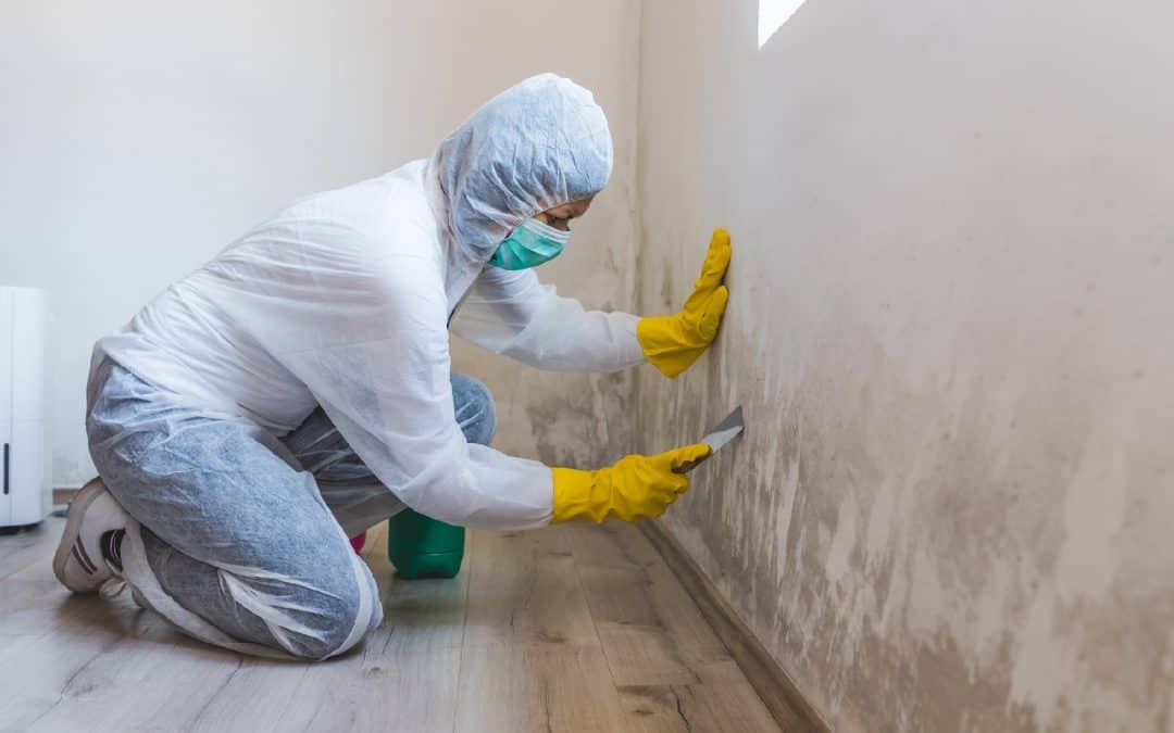 Why Professional Mold Remediation Services are Important for Fungi Removal and Preventing Recurrence