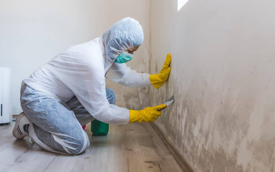 The Science Behind Professional Mold Removal Process & Techniques